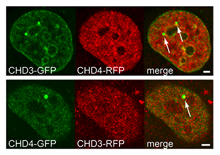CHD3 and CHD4 form distinct NuRD complexes with different yet overlapping functionality