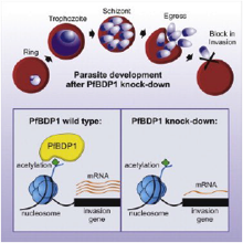 A Plasmodium Falciparum Bromodomain Protein Regulates Invasion Gene Expression